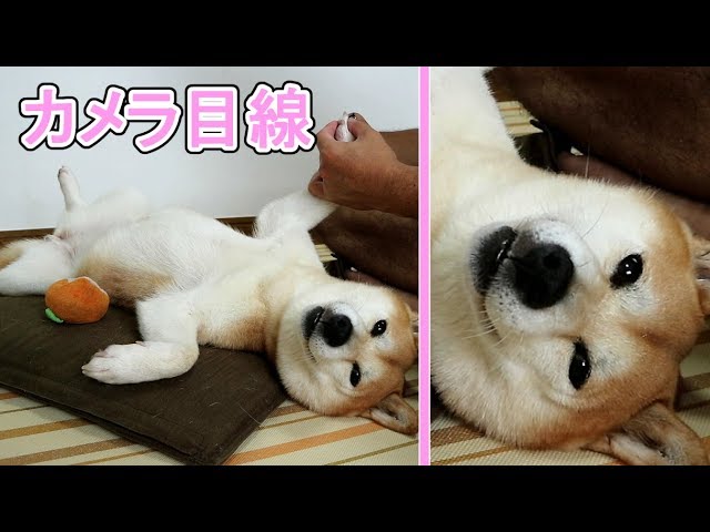 柴犬小春　爪切りでもカメラ目線は忘れない柴犬。へそ天リラックスｗ　Nail clippers