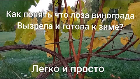 как понять вызрела лоза винограда или нет? легко и просто