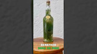 Beneficios de Soda de Pino 🌲 #salud #mexico #hierbas #arboles #pino #vitaminac