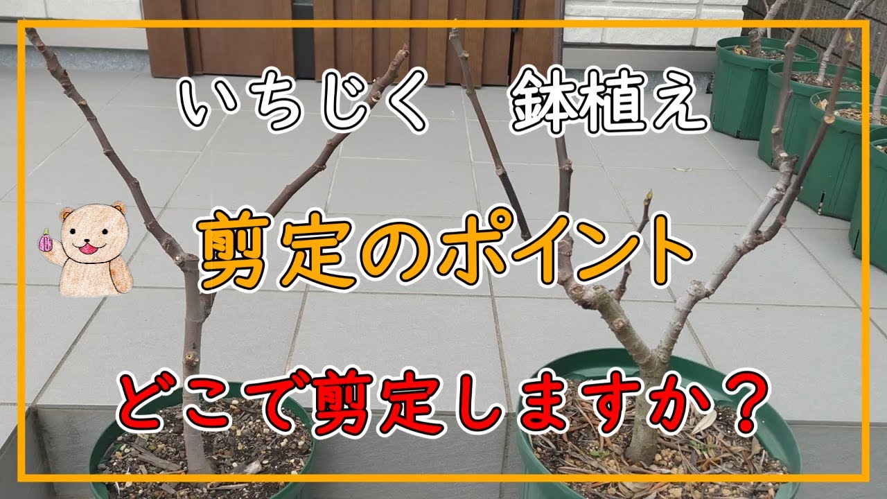 【いちじく】剪定のポイント   樹形が決まる！