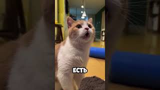 🐱 Кошки — самые большие игнорщики на планете