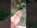 hamar haath me pyar ke koi lakin hi nahi hai #trending reels #trending short#viral reels