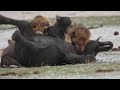 Buffalos Come To Rescue The Elephant From  Lions Attack