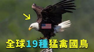 全球19種猛禽國鳥都有誰？美國國鳥似「竊賊」、冰島國鳥被稱「萬鷹之神」，最後一個國家把雞作為國鳥！
