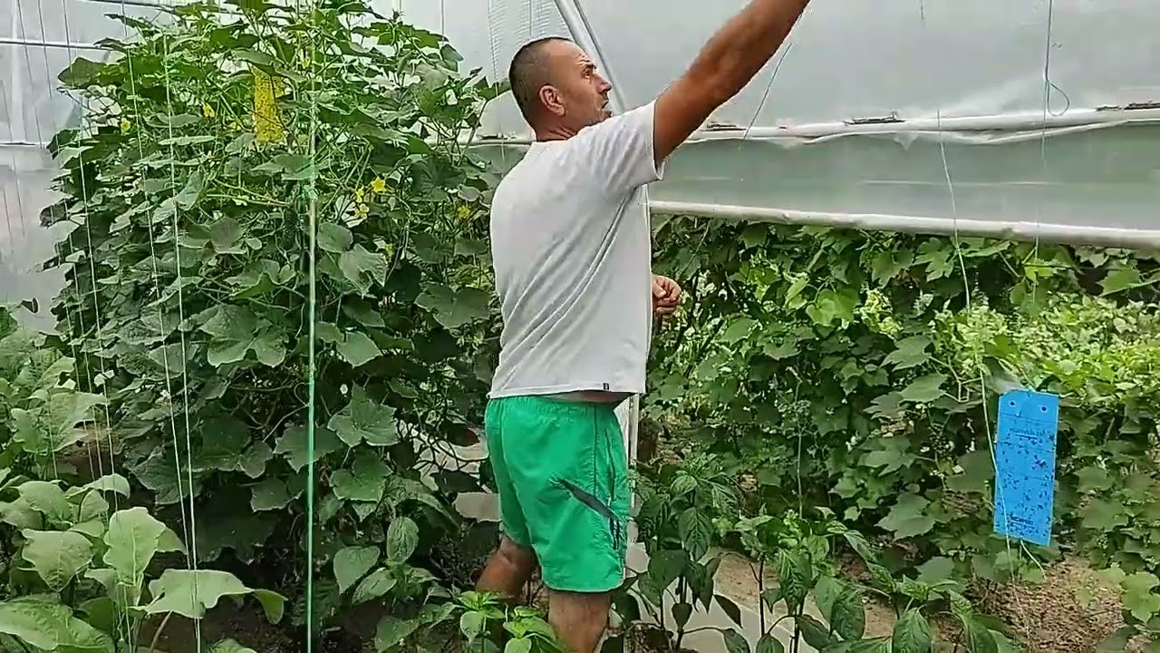 PALISAREA ARDEIULUI ÎN SOLAR!!