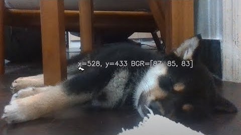 黑幼柴犬毛色像素資訊opencv C++ setMouseCallBack程式（正體漢字字幕可開）