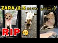 😥ZARA(2.5 മാസം ) മരിച്ചു : PUPPY SUDDEN DEATH REASONS : Bloat in Dogs: Signs : Signs of GDV in dogs