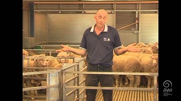 AWI Wool Handling - Getting Prepared - Cut Outs