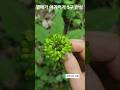 산삼딸?