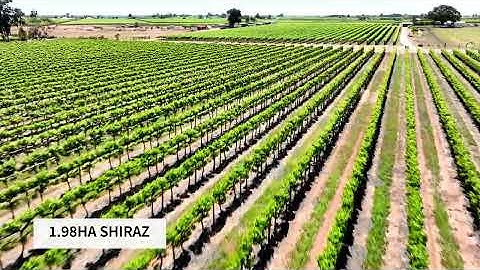 Looking to expand your vineyard portfolio?  Allotments 30 & 31 Coates Road, Loveday