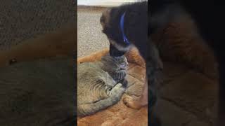 Cat Teaches Valuable Lesson To Puppy!  Personal Protection Dogs Must Ignore Cats & Distractions PDS