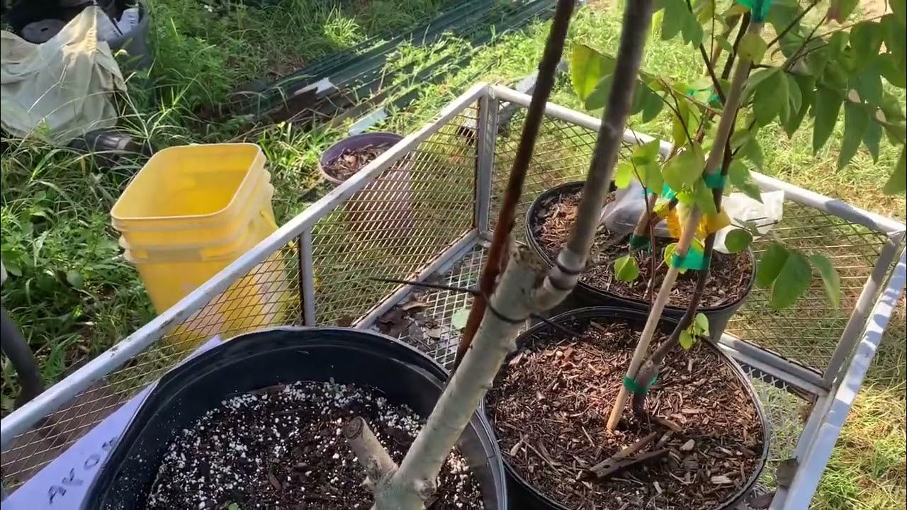 How to fix a broken tree branch YouTube