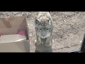 Zookeeper Super Hero Keeper chat with Snow Leopard