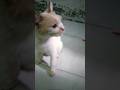 Doing Kuchi Kuchi to my chihuahuas #cat #hiburansegar #funny #imut #cute #cutecat