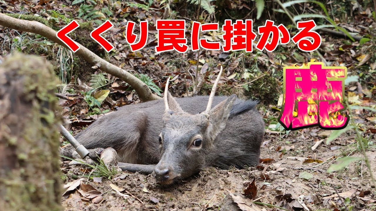 くくり罠に掛かる鹿 （害獣駆除に理解のある方のみご視聴ください
