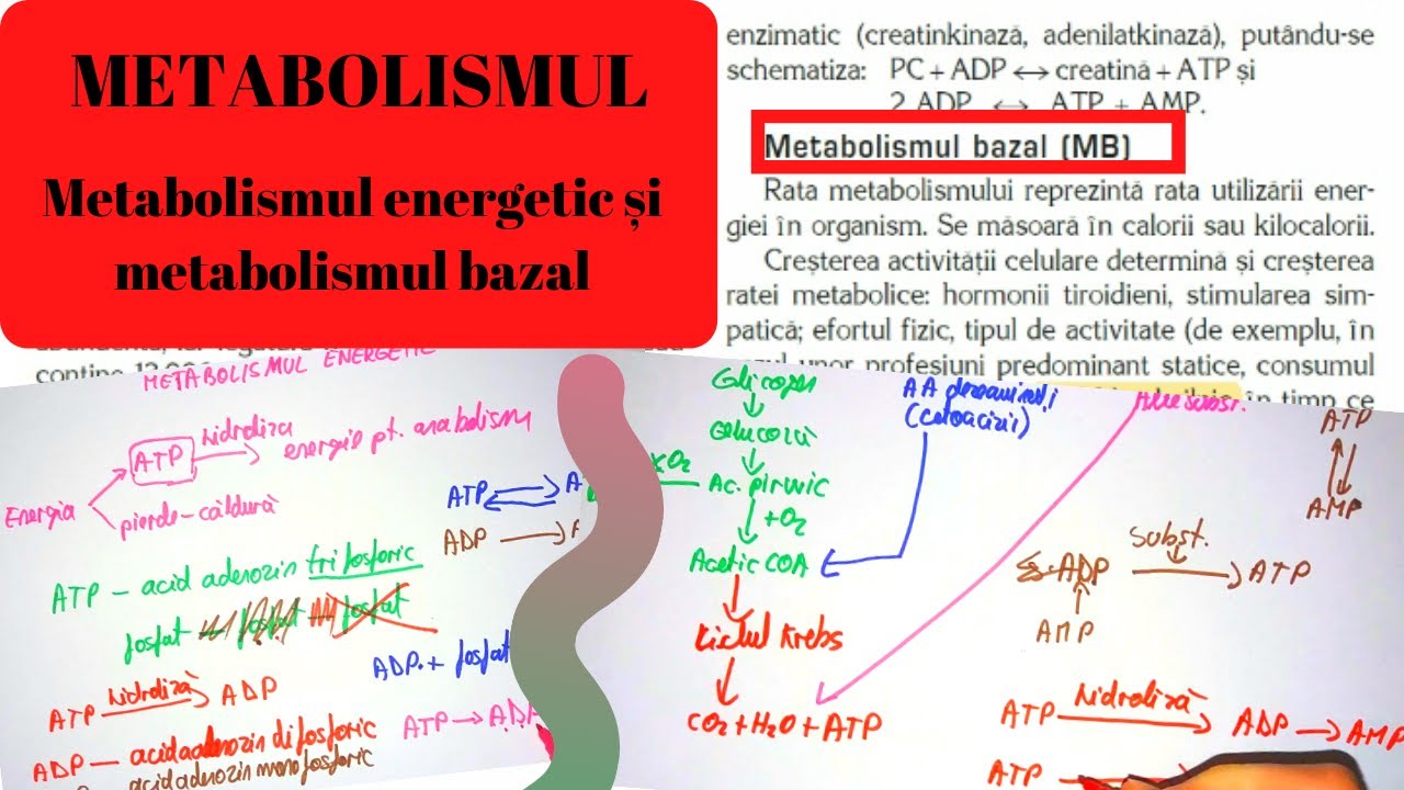 Cum să crești metabolismul pentru a pierde în greutate cu scutecele de proteine - Sănătate - 