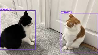 Epic Cat Fight Showdown | YOLO Object Detection in Action 🐱📦 #ai
