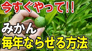 【みかん 摘果 毎年ならせる】自然栽培/肥料なしでも隔年結果をなくしてミカンを毎年実らせることができます！【道法スタイル実践中】