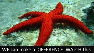 Starfish Story - We can Make a DIFFERENCE by Sumit Bhardwaj