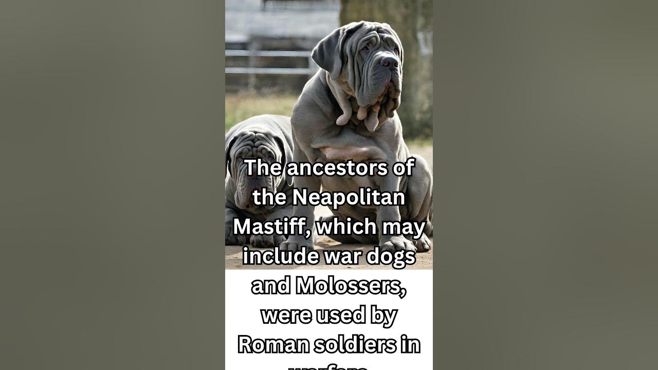 Neapolitan mastiff history from roman warriors to modern companions 