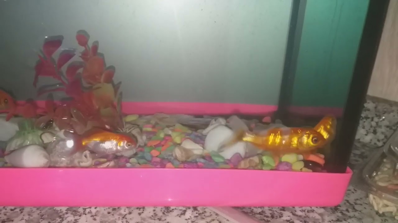 #acill yardim Japon Balıkları birbirlerini neden kovalar?