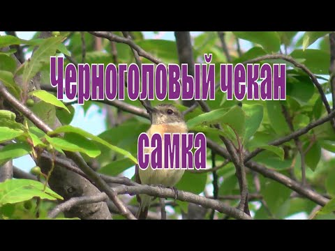 Черноголовый чекан(самка) на