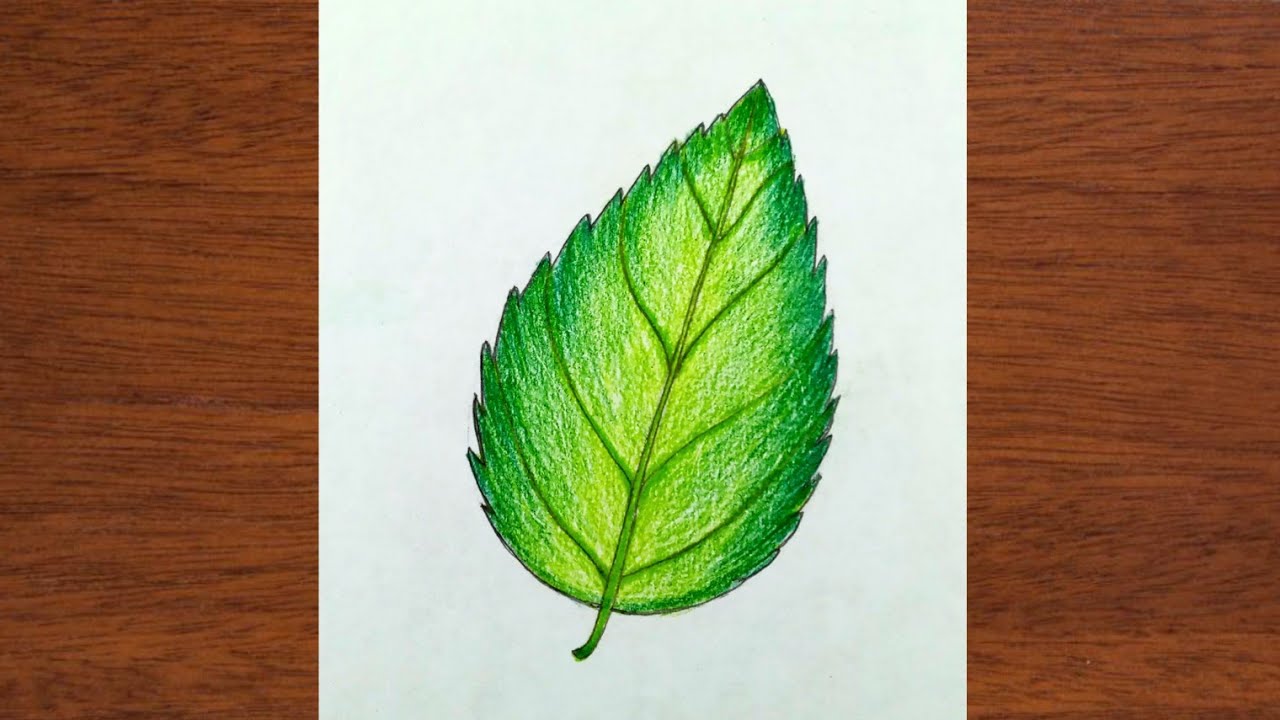 Drawing Leaves Easily Using Simple Shapes - JSPCREATE