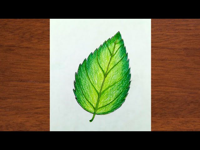 How to Draw a Maple Leaf - Easy Drawing Tutorial For Kids