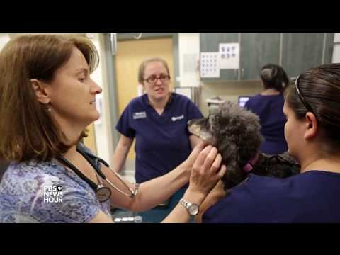 Video: Komplikacije psa cjepiva za Lyme bolest