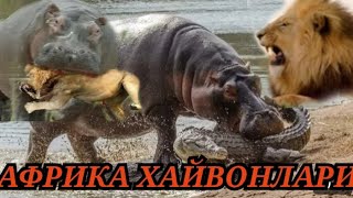 видео: Хайвонлар Жанглари - Африка Хайвонлари хаёти картинка: Хайвонлар Жанглари - Африка Хайвонлари хаёти