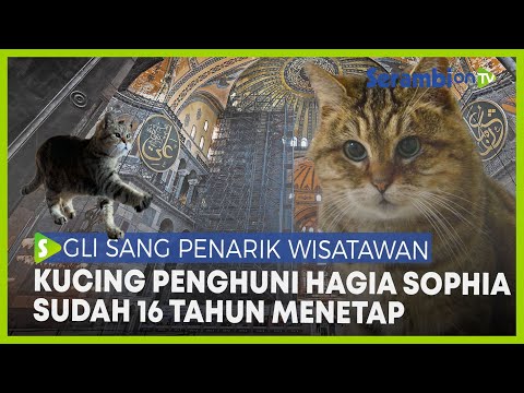 Video: Kucing Ini Telah Tinggal Di Hagia Sophia Di Istanbul Selama 14 Tahun
