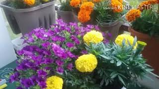 Цветы на моём балконе лето 2017год....и ВАЖНОЕ ФОТО это ОБЛАКА НА НЕБЕ....Что вы видите в облаках? Цветы на моём балконе лето 2017год....и ВАЖНОЕ ФОТО это ОБЛАКА НА НЕБЕ....Что вы видите в облаках?