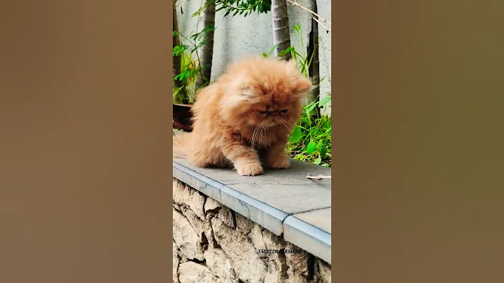 Video 5173801: tabby persian kitten, red tabby persian, exotic long hair persian, persiancat cats catlover, quality persian kittens