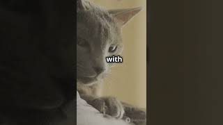 Discover the Magic of the American Wirehair Cat! #catfacts #catlovers #cats #catvideos