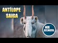 Antílope saiga (curiosidades)