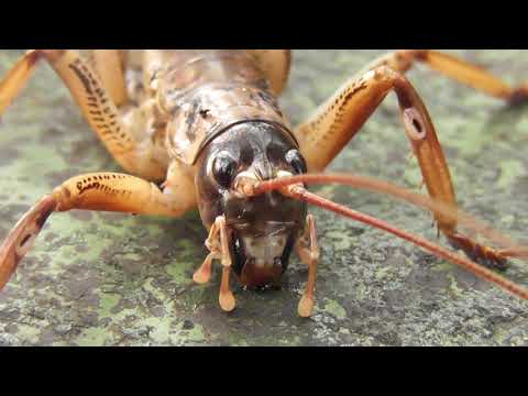 Weta