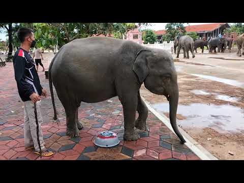 วีดีโอ: U.S. Circuses Circle Wagons ต่อต้านกฎหมายช้าง