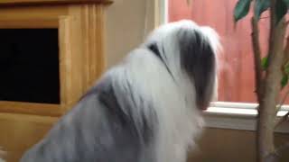 Bearded Collie dog 10 Facts