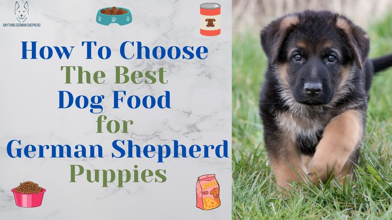 How To Choose The Best Dog Food for German Shepherd Puppies - YouTube