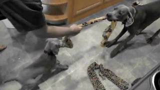 Sawyer and Newman tug of war by Scott Ostrander 123 views 13 years ago 1 minute, 3 seconds