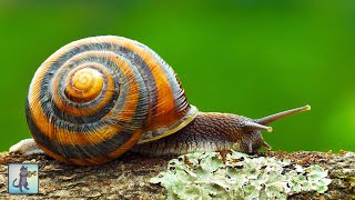 Beautiful Snails! #2 🐌 Best Relaxing Music & Amazing Nature Scenery