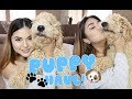 Puppy Haul! Goldendoodle Puppy!  | Homegoods + TJMaxx!