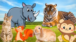 Sounds of predatory animals, herbivores: tiger roar, cat meowing, dog barking, cow eating grass,... by Animal Paradise 30,565 views 1 year ago 16 minutes