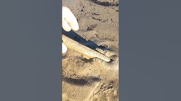 Coastal Foraging - Beach Razor Clams the easy way!!! The Fish Locker