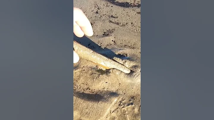 Coastal Foraging - Beach Razor Clams the easy way!!! The Fish Locker - DayDayNews