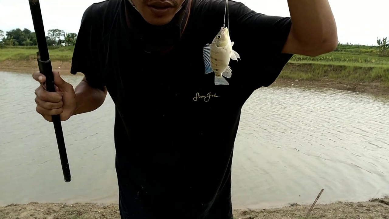 Umpan udang, ikannya rakus makan dapat ikan nila dan bloso 