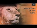 Predators of the Mara | Mutual of Omaha&#39;s Wild Kingdom