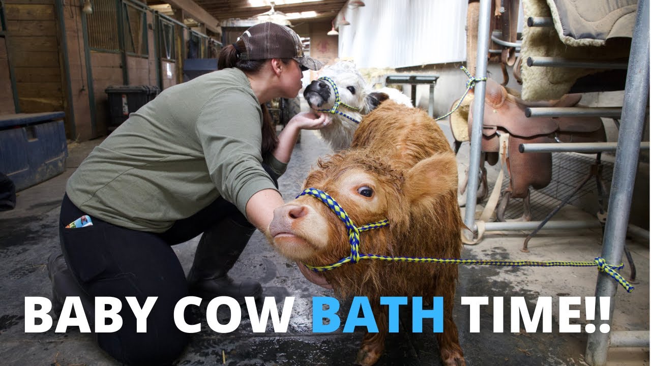 Mini Cows, Poppy and Petunia, get their first baths ever!🐮🚿 