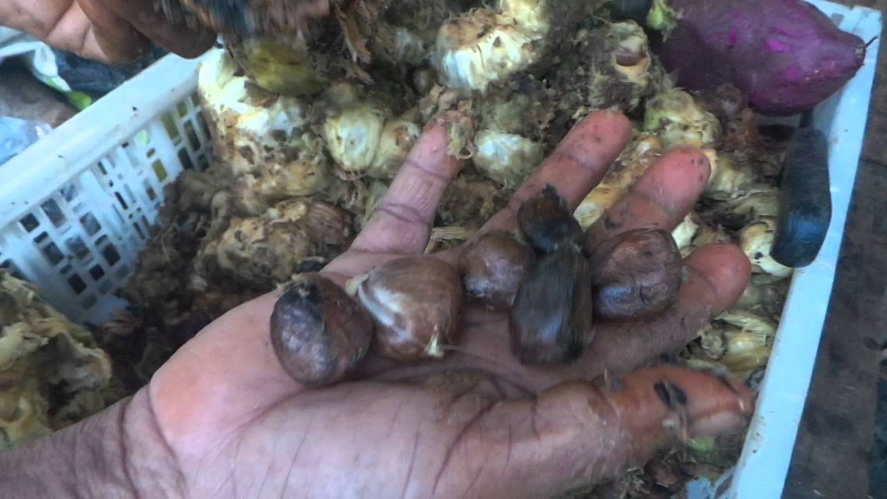 Les Ch taignes De Guadeloupe YouTube les-ch-taignes-de-guadeloupe-youtube