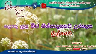 Mihikatha Dinuwo TV Program | ලොකු ලුනු නිෂ්පාදනයට උරදෙන බුල්නැව  | 2023-04-07 | Krushi Tv